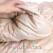 Одеяло PURE WOOL закрытая шерсть/ євро-0-image